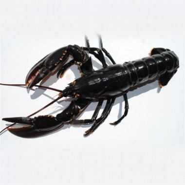 Canadese kreeft