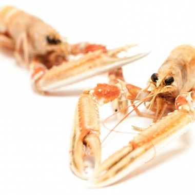 Langoustines gekookt