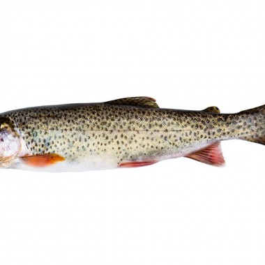 Zalmforel