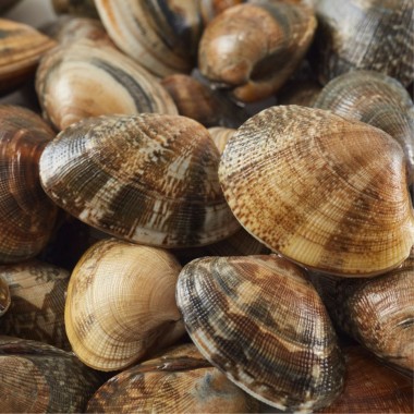 Vongole